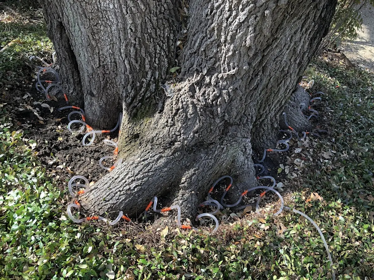 Detailed Tree Cabling and Bracing job site in Alberton